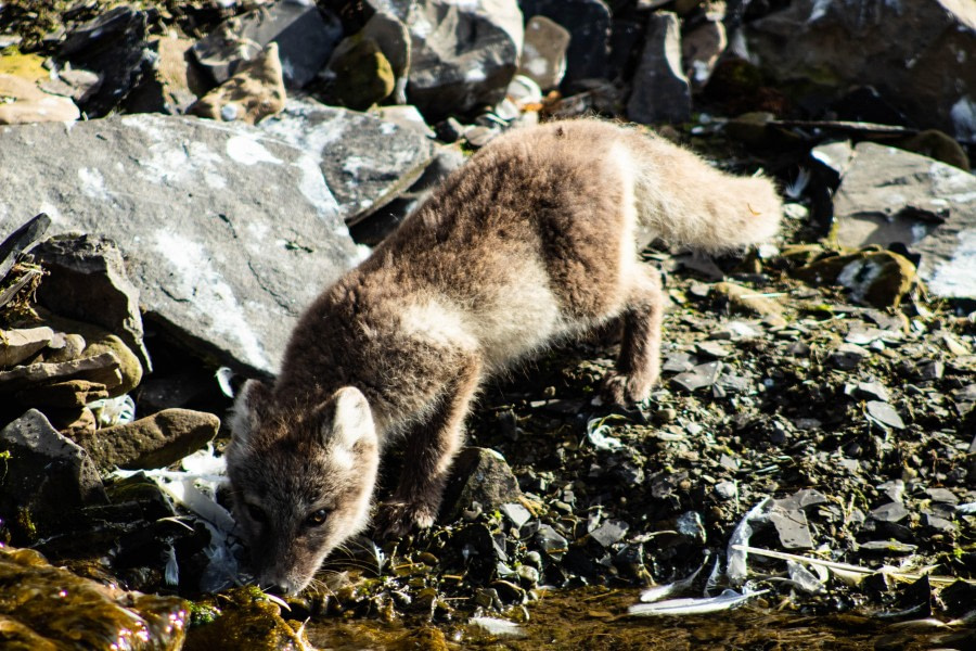 PLA11-23, Day 7, Arctic Fox 3 © Unknown Photographer - Oceanwide Expeditions.jpg