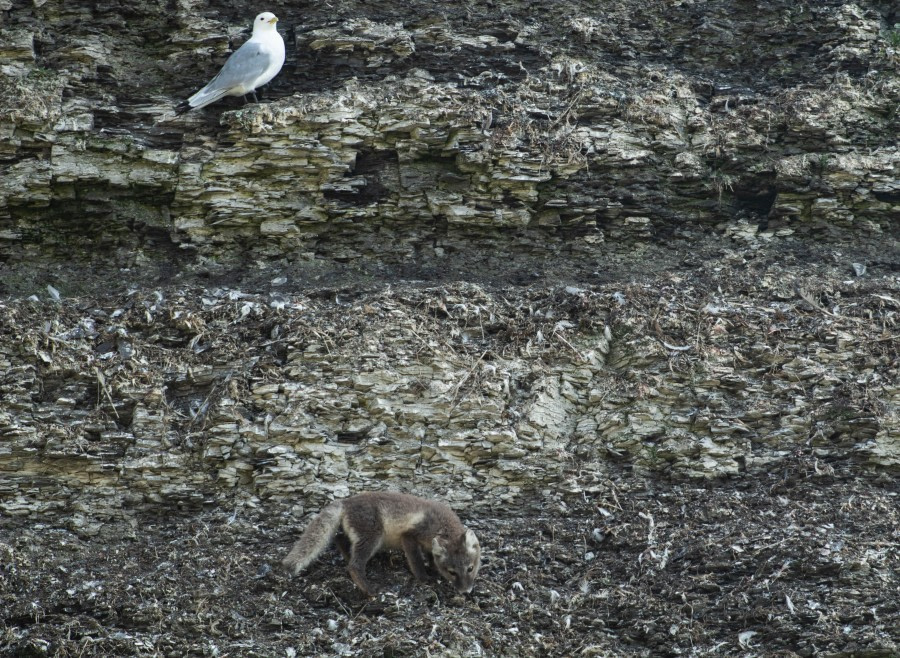 PLA11-23, Day 7, Arctic Fox and Seagull © Unknown Photographer - Oceanwide Expeditions.jpg