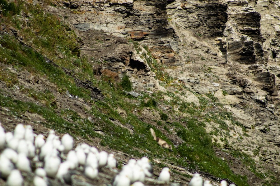 Kapp Waldburg (Edgeøya) and Rindedalen