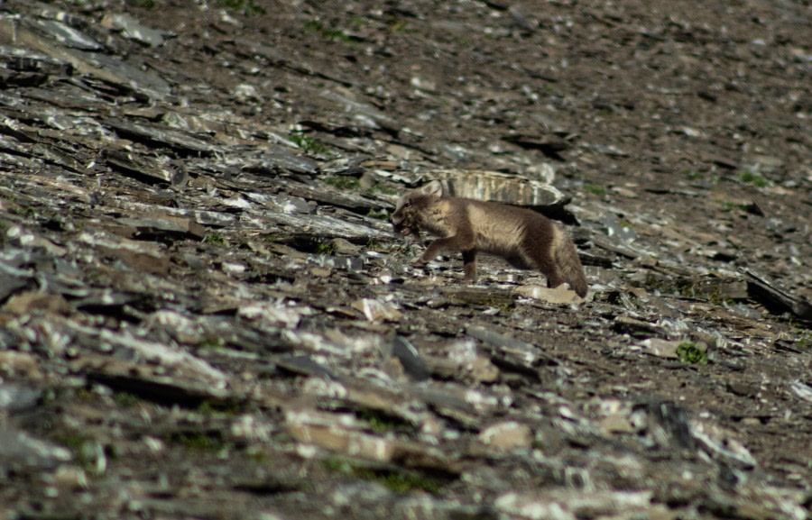 PLA11-23, Day 7, Arctic fox hunting 2 © Unknown photographer - Oceanwide Expeditions.jpg