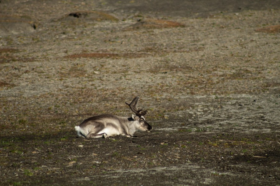 PLA11-23, Day 7, Reindeer © Unknown photographer - Oceanwide Expeditions.jpg