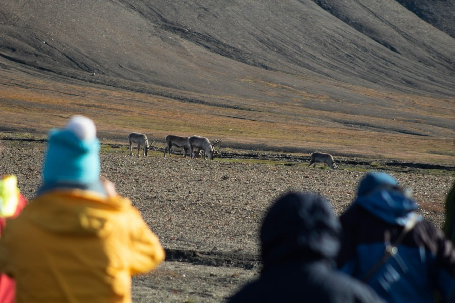 PLA11-23, Day 7, Reindeer spotting 2 © Unknown photographer - Oceanwide Expeditions.jpg