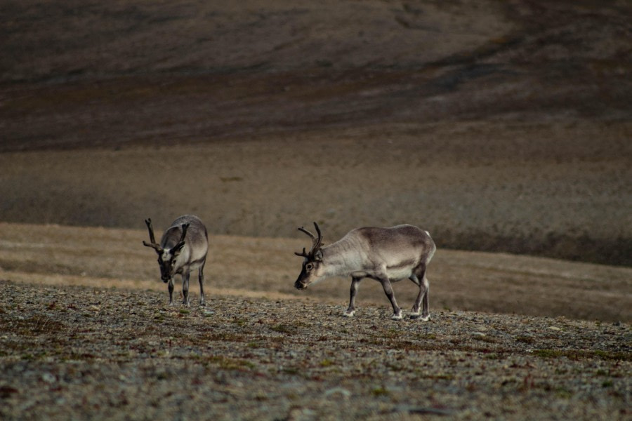 PLA11-23, Day 7, Reindeers 2 © Unknown Photographer - Oceanwide Expeditions.jpg