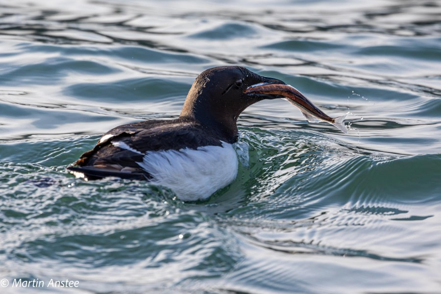 HDSXX23, Day 3, Guillemot with fish © Martin Anstee - Oceanwide Expeditions.jpg