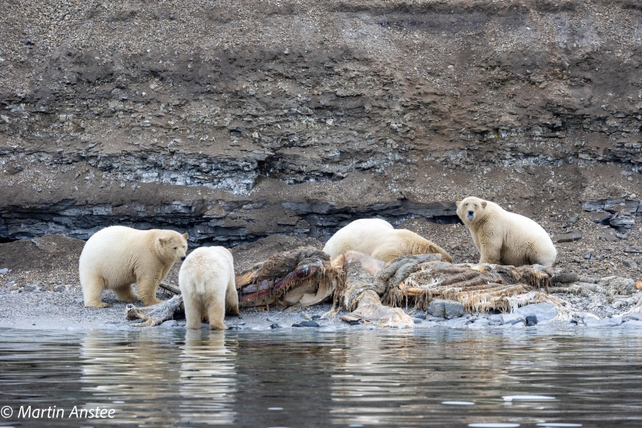 HDSXX23, Day 3, Polar Bears on carcass © Martin Anstee - Oceanwide Expeditions.jpg