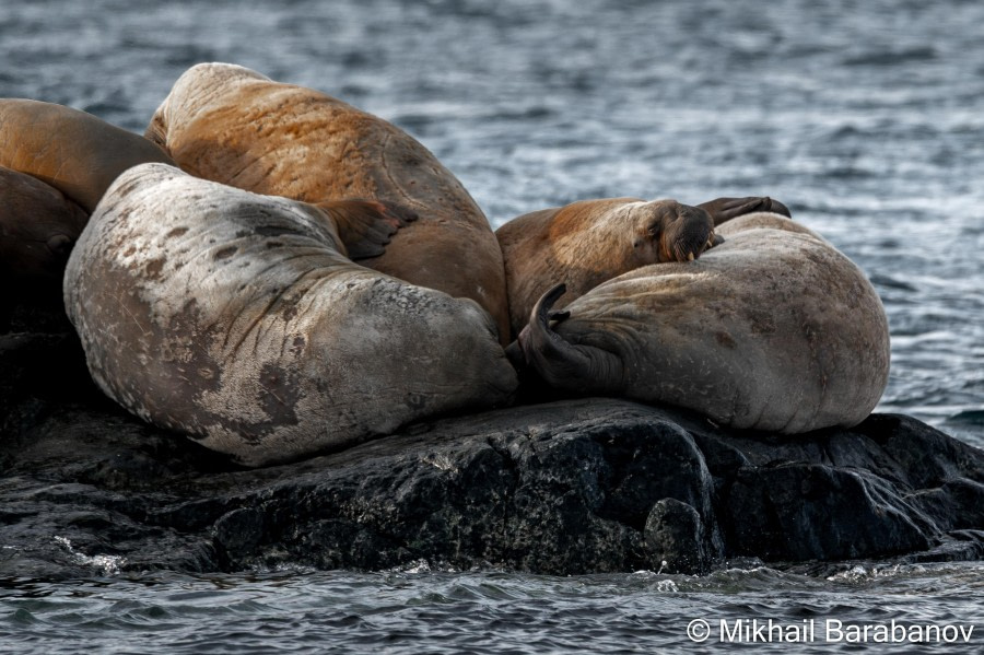 HDSXX23, Day 4, 05670 © Mikhail Barabanov - Oceanwide Expeditions.jpg