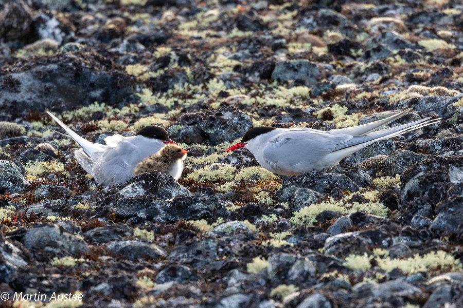 HDSXX23, Day 4, Tern with chicks © Martin Anstee - Oceanwide Expeditions.jpg