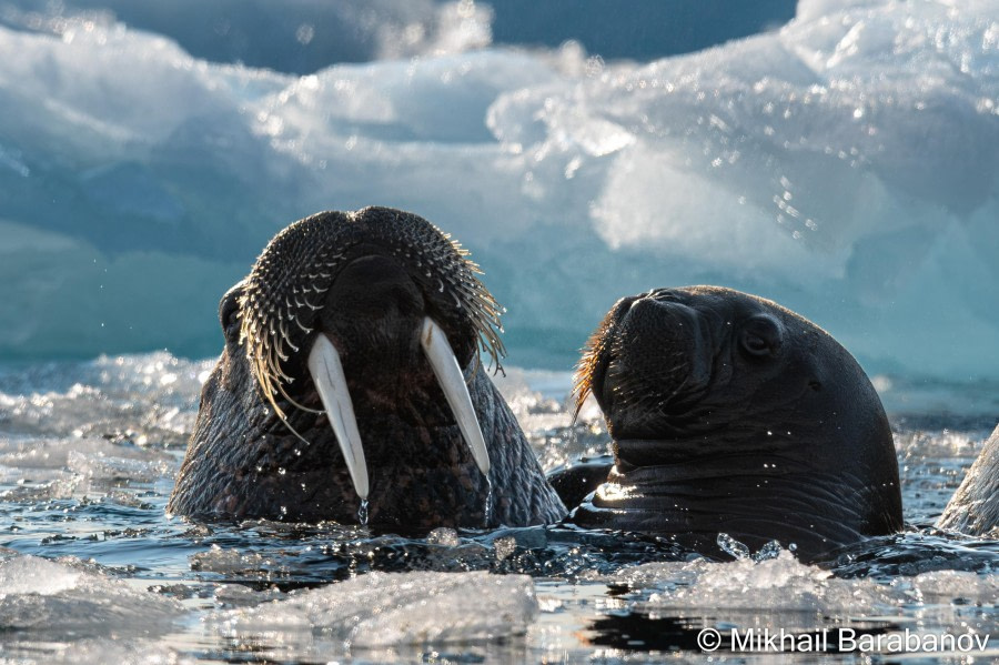 HDSXX23, Day 5, 05704 © Mikhail Barabanov - Oceanwide Expeditions.jpg