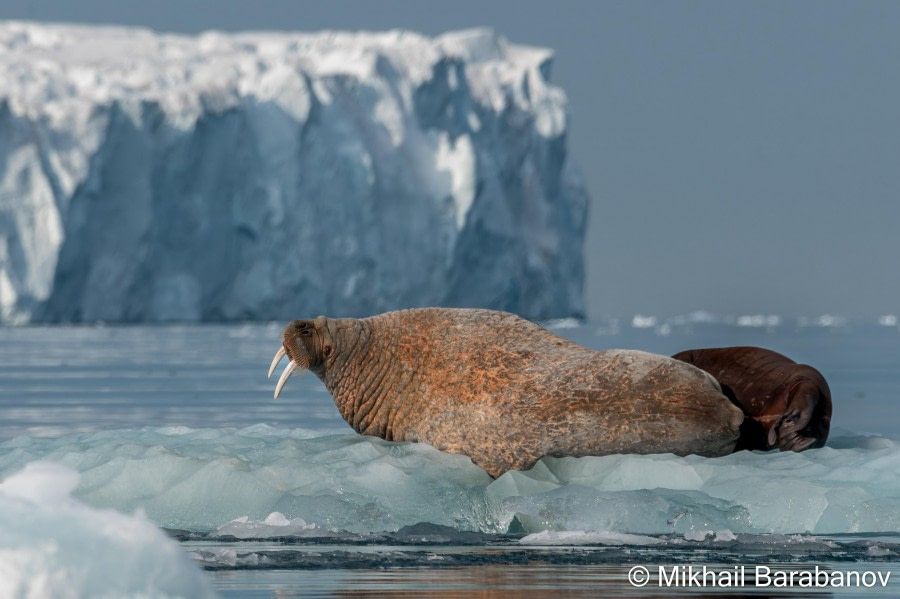 HDSXX23, Day 5, 05730 © Mikhail Barabanov - Oceanwide Expeditions.jpg