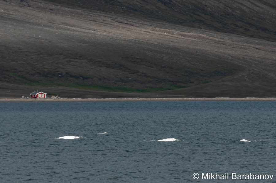 HDSXX23, Day 1, 04162 © Mikhail Barabanov - Oceanwide Expeditions.jpg