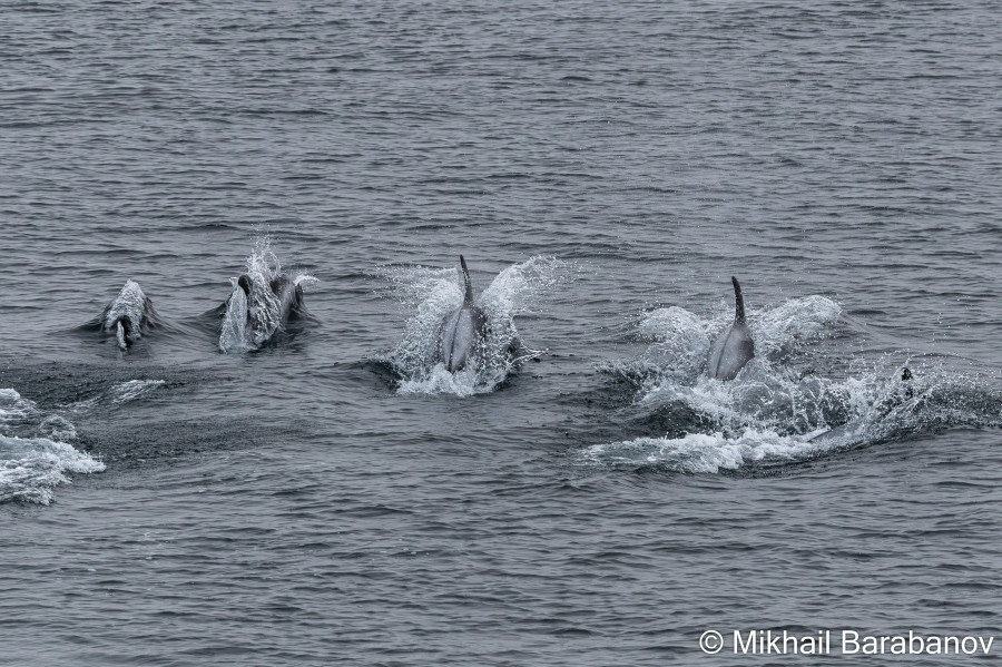 HDSXX23, Day 2, 04165 © Mikhail Barabanov - Oceanwide Expeditions.jpg