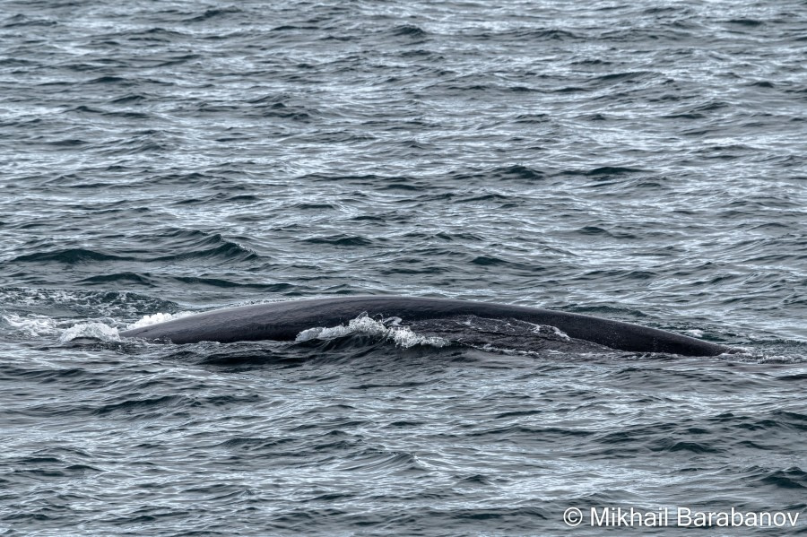 HDSXX23, Day 2, 04167 © Mikhail Barabanov - Oceanwide Expeditions.jpg