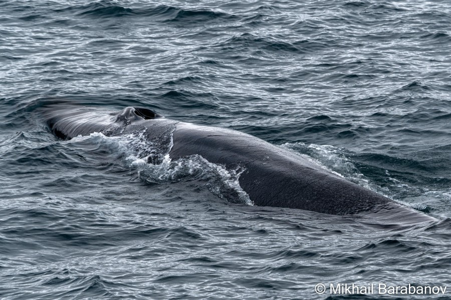 HDSXX23, Day 2, 04171 © Mikhail Barabanov - Oceanwide Expeditions.jpg