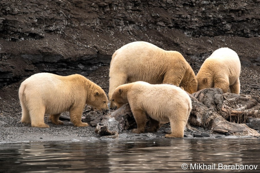 HDSXX23, Day 3, 05000 © Mikhail Barabanov - Oceanwide Expeditions.jpg