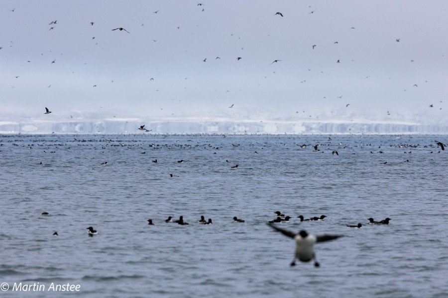 HDSXX23, Day 3, Birds © Martin Anstee - Oceanwide Expeditions.jpg