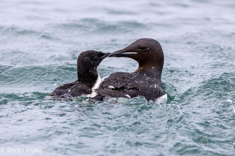 HDSXX23, Day 3, Guillemot and chick © Martin Anstee - Oceanwide Expeditions.jpg