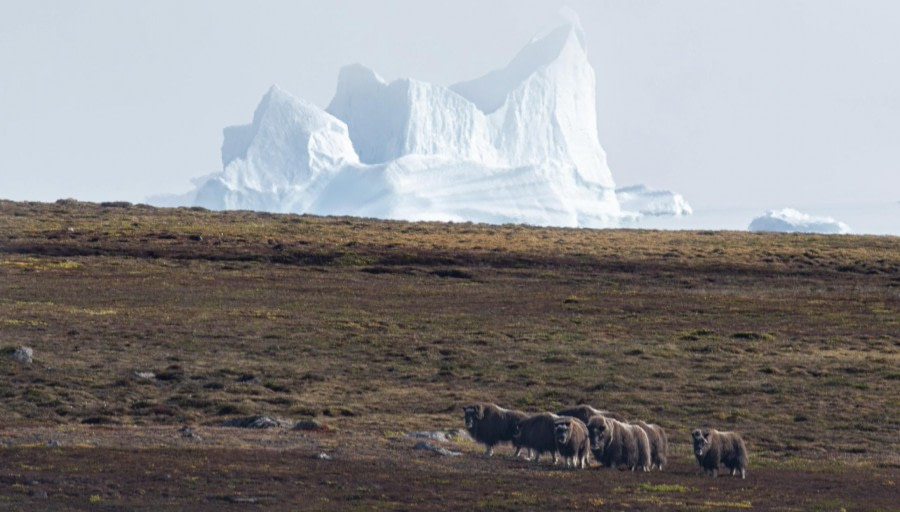 PLA12-23, Day 10, Ø fjord © Ross Wheeler - Oceanwide Expeditions.JPG