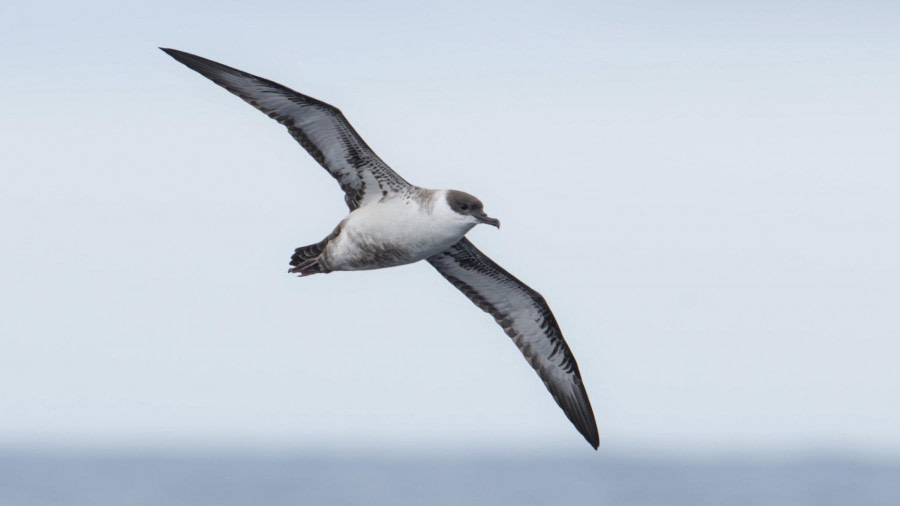 PLA13-23, Day 2, Petrel, Ross Wheeler 2 © Ross Wheeler - Oceanwide Expeditions.JPG