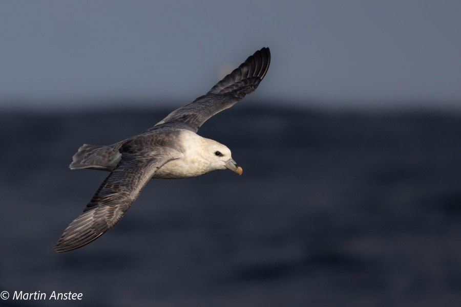 PLA13-23, Day 1, Northern Fulmar, Martin Anstee 1 © Martin Anstee - Oceanwide Expeditions.jpg