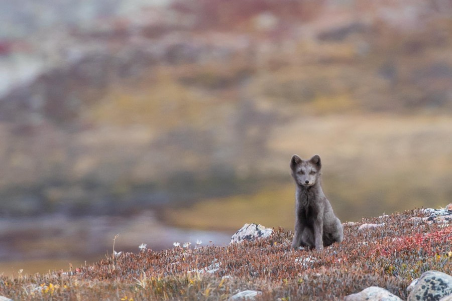 PLA13-23, Day 3, Arctic Fox, Pierre Gallego 2 © Pierre Gallego - Oceanwide Expeditions.JPG