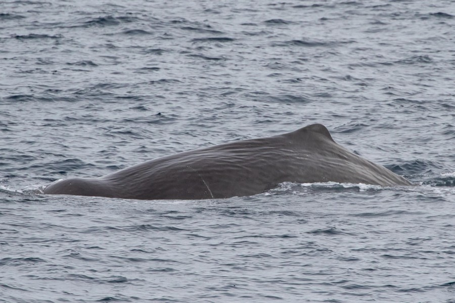 PLA13-23, Day 8, Sperm whale,  Pierre Gallego 1 © Pierre Gallego - Oceanwide Expeditions.JPG