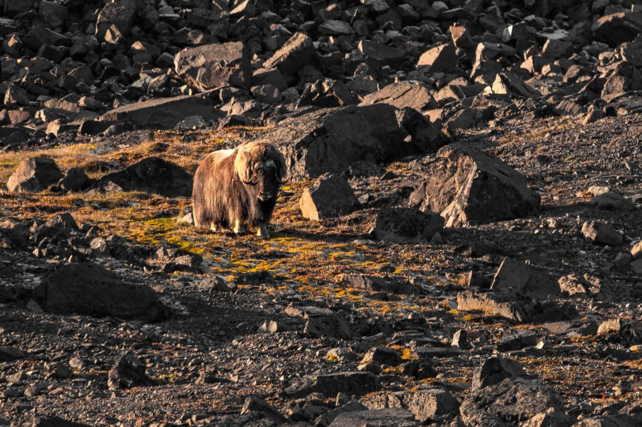 HDS13-23, Day 7, Musk ox © Unknown photographer - Oceanwide Expeditions.jpg