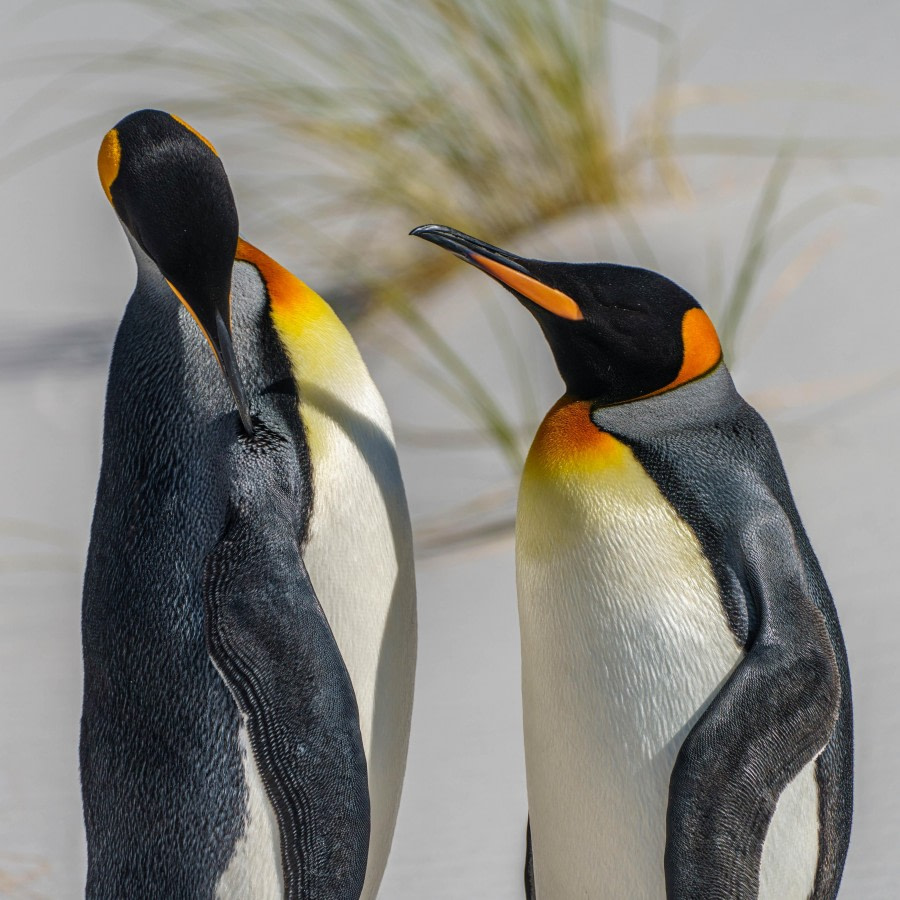 Couple of king penguins, Falklands