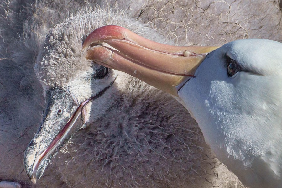 Albatross mother and chick