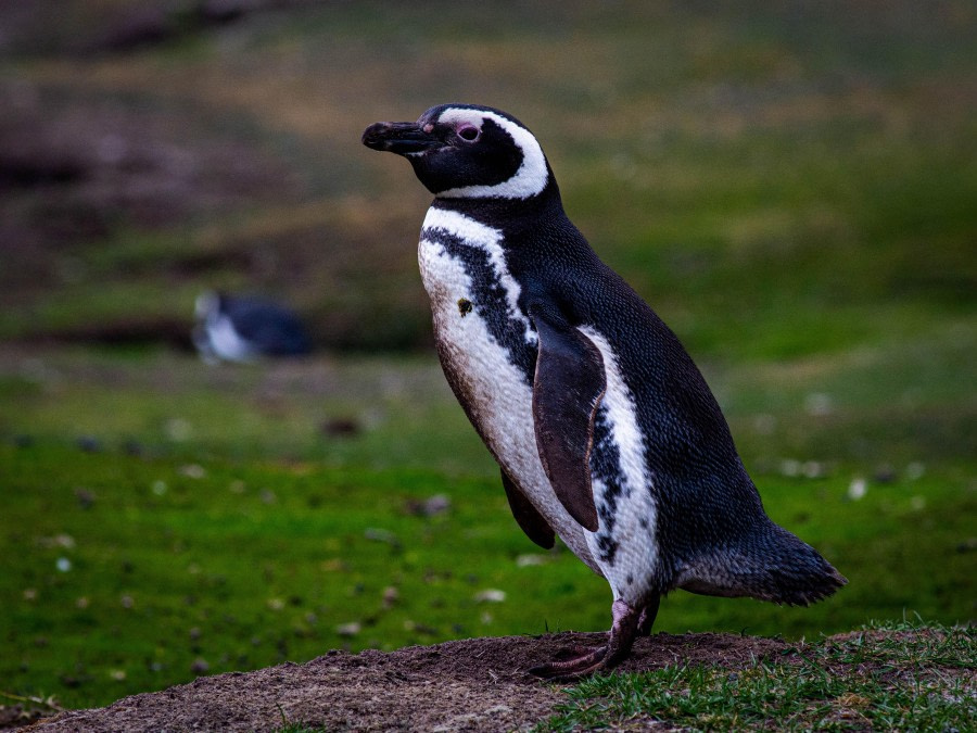 Saunders Island - Falkland Islands