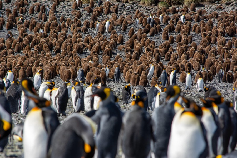 HDS21-23, Day 8, King penguins 1 © Unknown photographer - Oceanwide Expeditions.jpg