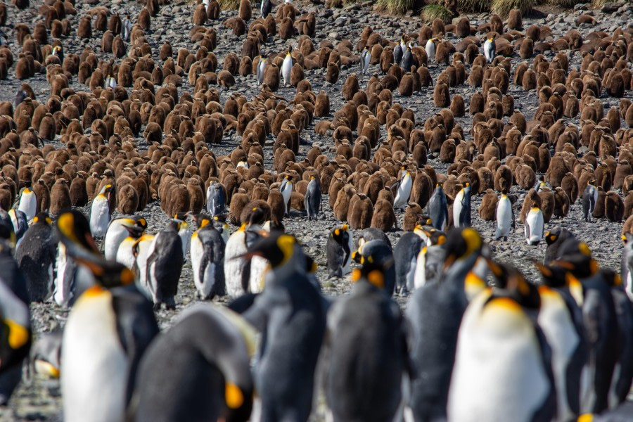 Right Whale Bay and Salisbury Plain, South Georgia