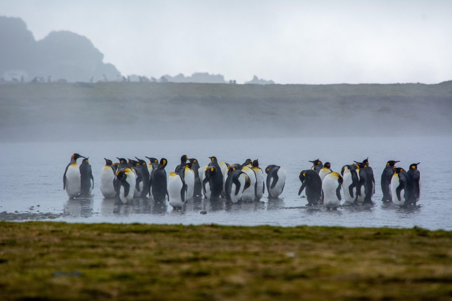 HDS21-23, Day 8, King penguins 2 © Unknown photographer - Oceanwide Expeditions.jpg