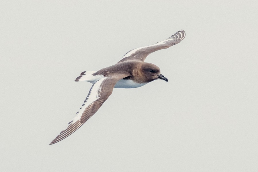 HDS21-23, Day 13, Bird 1 © Unknown photographer - Oceanwide Expeditions.jpg