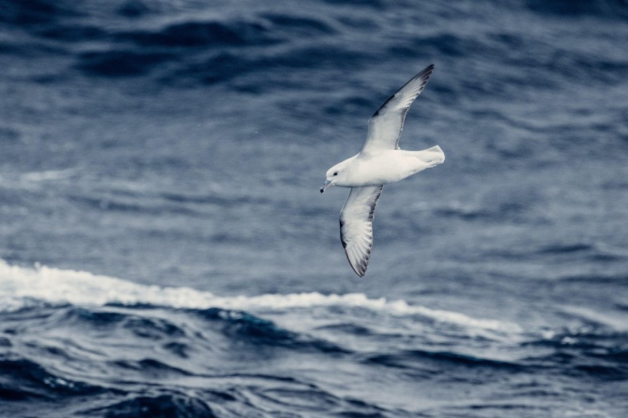 HDS21-23, Day 13, Bird 2 © Unknown photographer - Oceanwide Expeditions.jpg