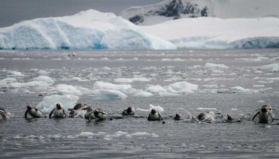 Cierva Cove and , Mikkelsen Harbor, Antarctica