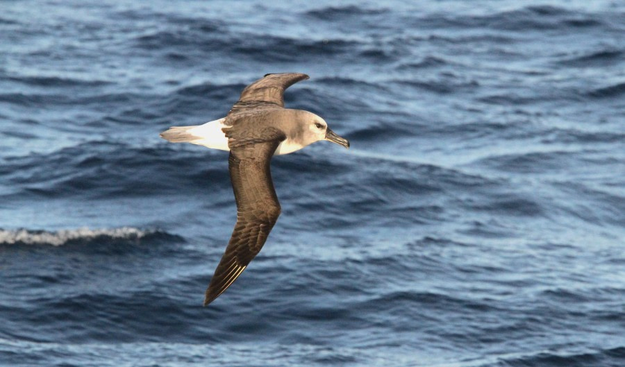 Drake Passage