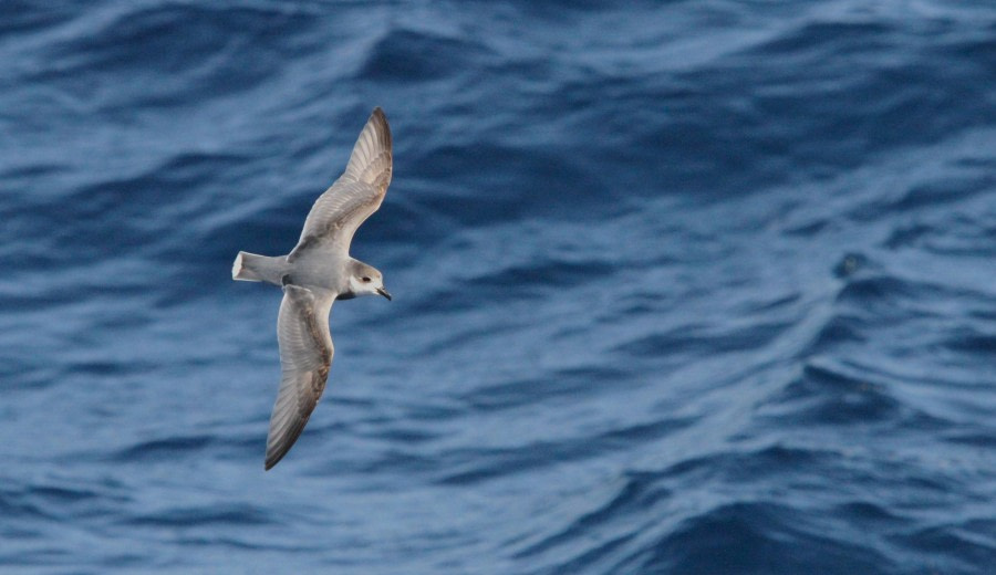 At Sea to Ushuaia