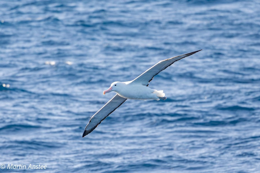 At Sea towards Antarctica