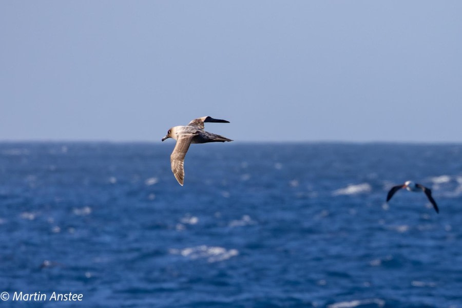 OTL22-23, Day 2, Antarctic Petrel © Martin Anstee Photography - Oceanwide Expeditions.jpg