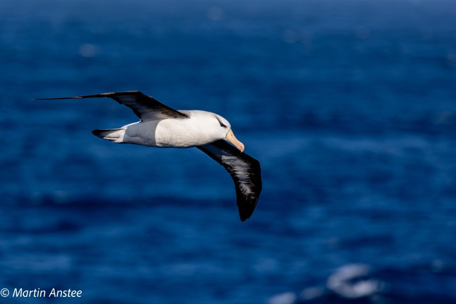 OTL22-23, Day 2, Black-browed Albatross © Martin Anstee Photography - Oceanwide Expeditions.jpg