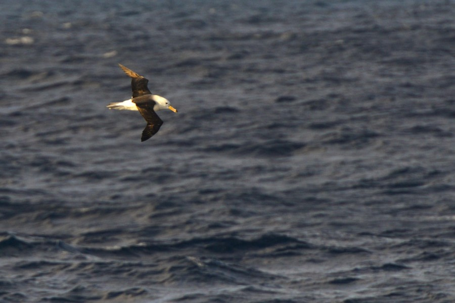 OTL22-23, Day 2, Black-browed Albatross 2 © Gary Miller - Oceanwide Expeditions.JPG