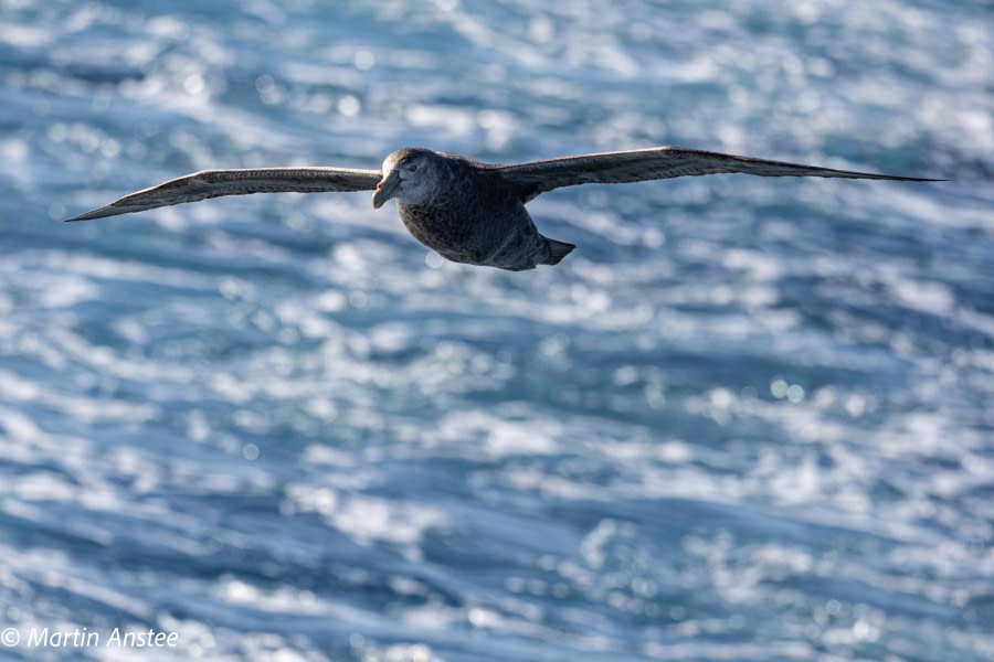 OTL22-23, Day 2, Giant Petrel © Martin Anstee Photography - Oceanwide Expeditions.jpg