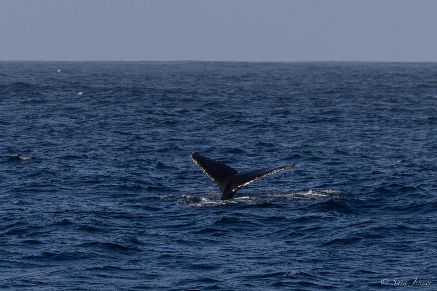 At Sea towards Antarctica