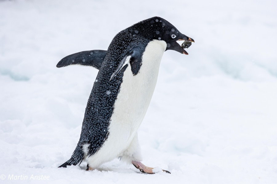 OTL22-23, Day 4, Adelie penguin 2 © Martin Anstee Photography - Oceanwide Expeditions.jpg