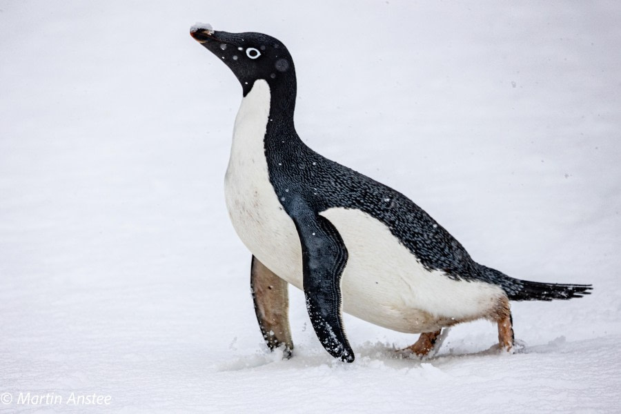 OTL22-23, Day 4, Adelie penguin 3 © Martin Anstee Photography - Oceanwide Expeditions.jpg