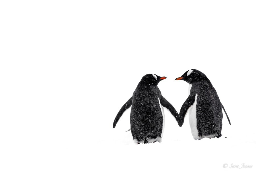 OTL22-23, Day 4, Gentoo Penguins © Sara Jenner - Oceanwide Expeditions.jpg