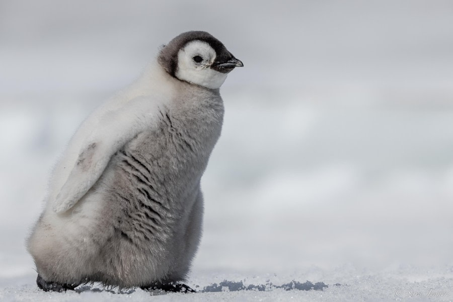 OTL22-23, Day 5, Baby Emperor Penguin 3 © Sara Jenner - Oceanwide Expeditions.jpg