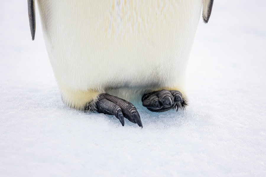 OTL22-23, Day 5, Emperor Penguin Feet © Martin Anstee Photography - Oceanwide Expeditions.jpg