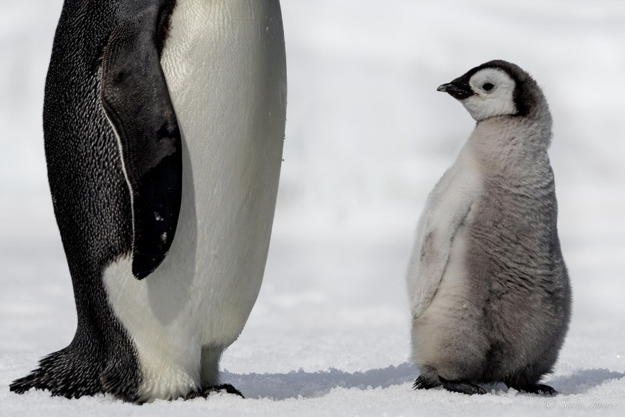 OTL22-23, Day 5, Emperor Penguins © Sara Jenner - Oceanwide Expeditions.jpg