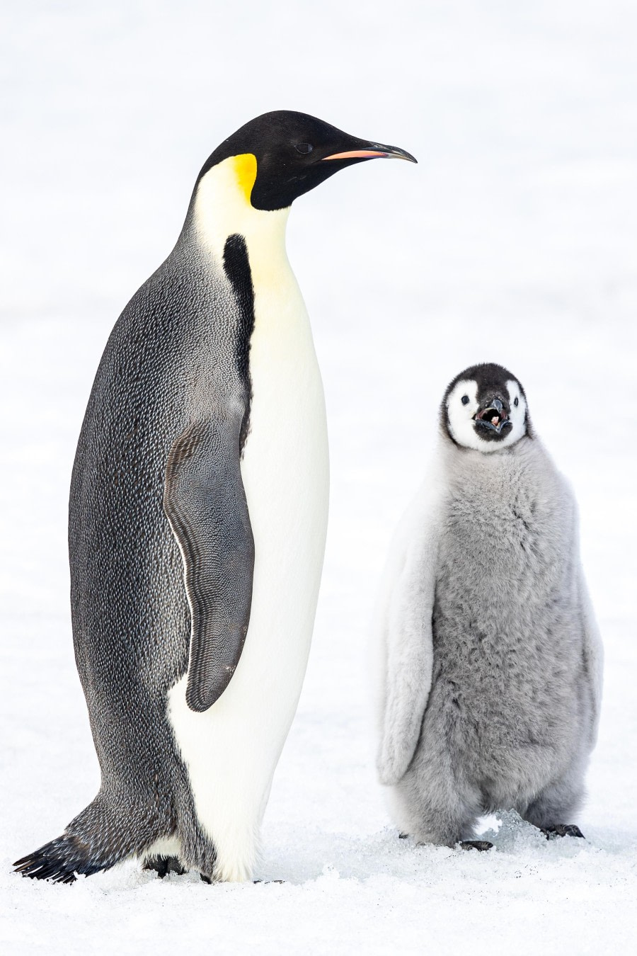 OTL22-23, Day 5, Emperor Penguins 6 © Martin Anstee Photography - Oceanwide Expeditions.jpg